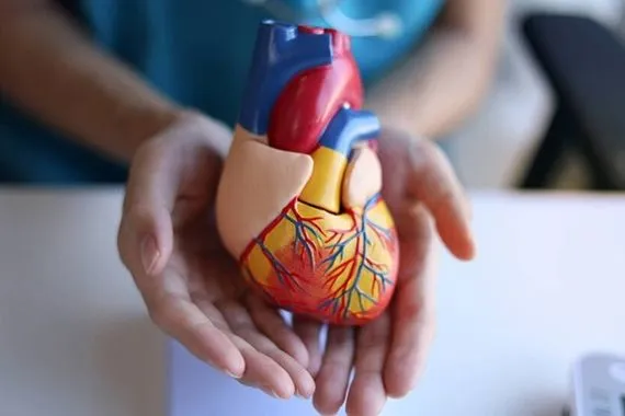 دراسة مركبات البطيخ الطبيعية تدعم صحة القلب والأوعية الدموية