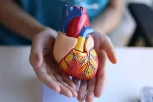 دراسة مركبات البطيخ الطبيعية تدعم صحة القلب والأوعية الدموية