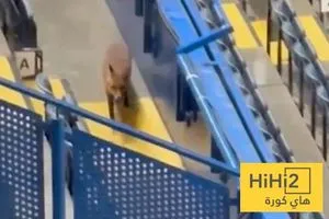 صور ثعلب يتسلل إلى ملعب ستامفورد بريدج قبل لقاء برشلونة و تشيلسي