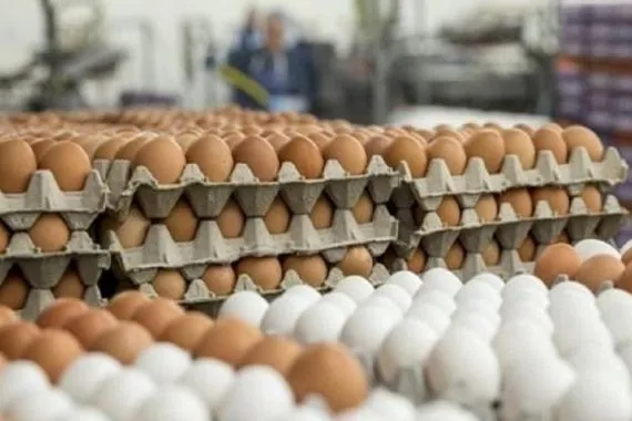 الزراعة تطلق خطة لخفض أسعار البيض خلال الأيام المقبلة