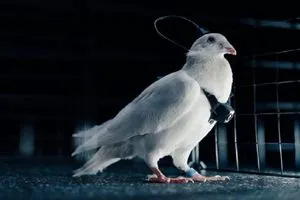 ابتكار نظام مراقبة ذكية للمنشآت عبر دماغ الطيور وكالة الانباء العراقية واع