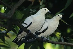 ابتكار نظام مراقبة ذكية للمنشآت عبر دماغ الطيور