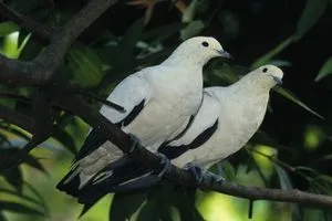 شركة روسية تبتكر نظام مراقبة ذكية للمنشآت عبر دماغ الطيور