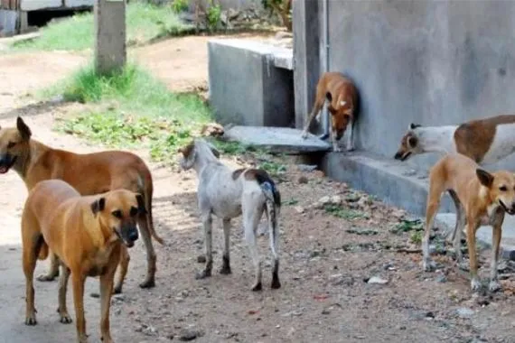 خطر الكلاب السائبة على أهالي البصرة يدخل الدرجة الحمراء