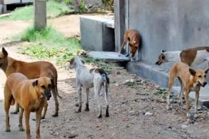 خطر الكلاب السائبة على أهالي البصرة يدخل الدرجة الحمراء