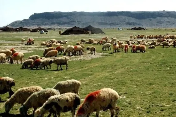 عشائر إيلام عماد الأمن الغذائي في إيران يعيشون بلا ماء ولا طرق شفق نيوز