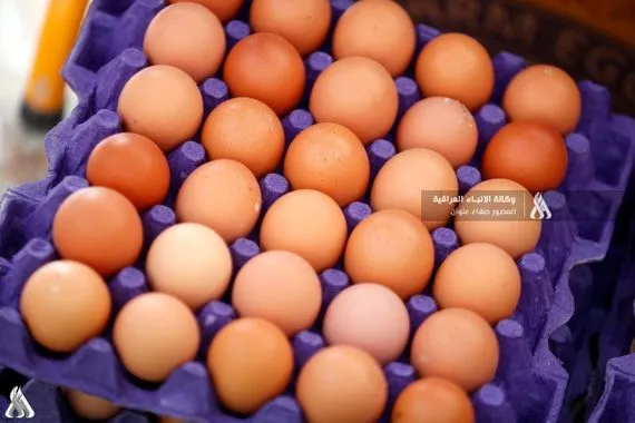 وزارة الزراعة منع استيراد بيض المائدة لحماية المنتج الوطني وكالة الانباء العراقية واع