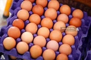 وزارة الزراعة منع استيراد بيض المائدة لحماية المنتج الوطني وكالة الانباء العراقية واع