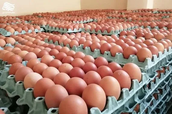 وزارة الزراعة تمنع استيراد البيض وتبرر الاسباب