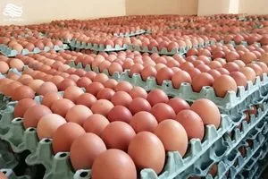 وزارة الزراعة تمنع استيراد البيض وتبرر الاسباب