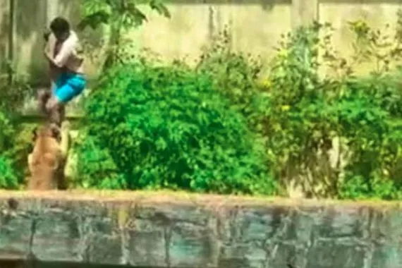 افتراس لبوة لشاب برازيلي يثير صدمة