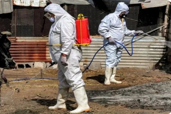 ذي قار تنفي تسجيل إصابات بالحمى النزفية