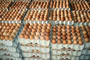 الزراعة منع استيراد بيض المائدة لحماية المنتج الوطني