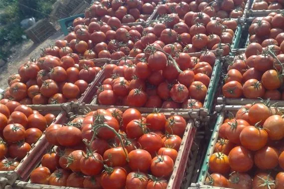 العراق يمنع استيراد الطماطم و5 محاصيل زراعية اخرى
