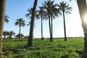 الزراعة إجراءات تنفيذية مشتركة بين الوزارات لضمان الأمن الغذائي وكالة الانباء العراقية واع