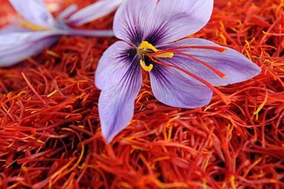 تعرف على الفوائد الصحية للزعفران