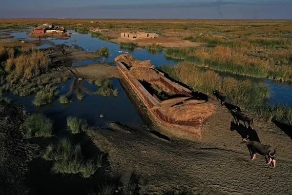 الحمامي الجفاف التهم 70 من مساحة الأهوار العراقية