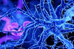 تطوير علاج فيروسي لمكافحة سرطان الدماغ