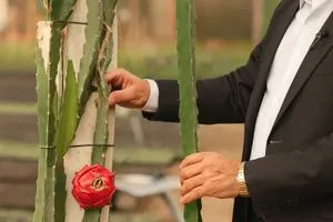 العراق يحصد أُولى ثمارِه من فاكهة التنين صور شفق نيوز