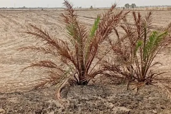 النجف تحذيرات من كارثة زراعية بسبب شح المياه وانتقادات للحكومة شفق نيوز