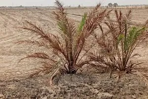 النجف تحذيرات من كارثة زراعية بسبب شح المياه وانتقادات للحكومة شفق نيوز