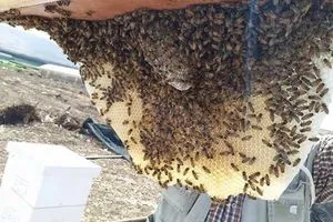 ذي ناشيونال العدوان الإسرائيلي على غزة دمر حتى خلايا النحل والغطاء النباتي للمنطقة