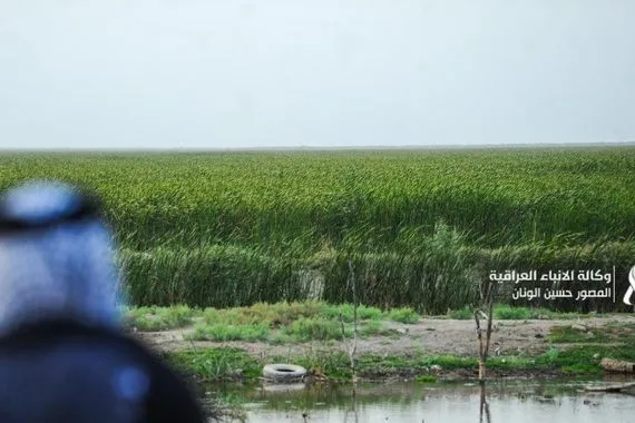 بعد الأمطار الأخيرة الزراعة تضع خطة لزيادة المساحات المزروعة من الحنطة والشعير وكالة الانباء العراقية واع