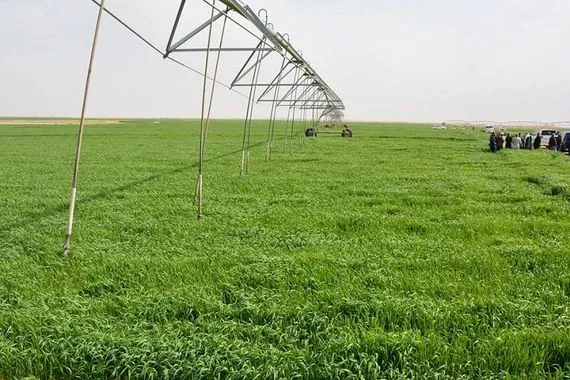 خطة حكومية لزيادة المساحات المزروعة من الحنطة والشعير عبر استثمار الأمطار
