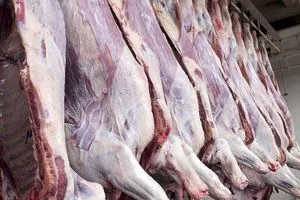 تخضع لفحص دقيق الزراعة تعلن فتح استيراد المواشي واللحوم الحمراء وكالة الانباء العراقية واع