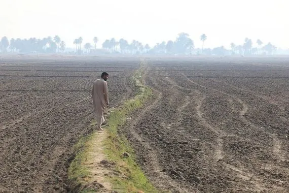 بسبب المياه أحلام العراق بالاكتفاء الذاتي من القمح تتبدد