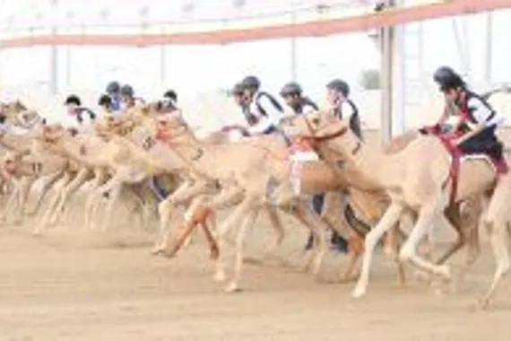 إنطلاقة تراثية متميّزة لمهرجان الهجن العربية الأصيلة