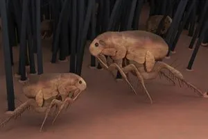 الكونغرس الأمريكي يفتح تحقيقا حول استخدام القراد كسلاح بيولوجي