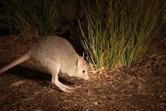 أستراليا اكتشاف نوع جديد من الكنغر شفق نيوز