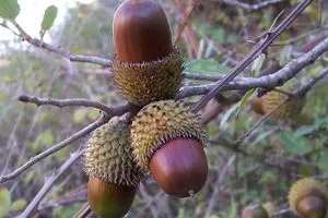 رسمياً كرمانشاه تسجل القَسَم بشجرة البلوط كفعالية سياحية وطنية شفق نيوز