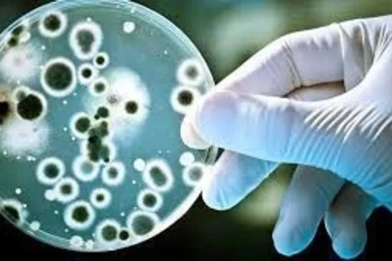 خبراء في الصحة يحذرون من فطر قاتل