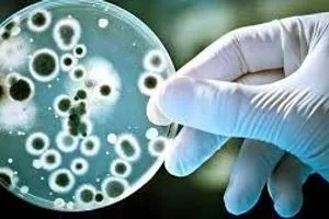 خبراء في الصحة يحذرون من فطر قاتل