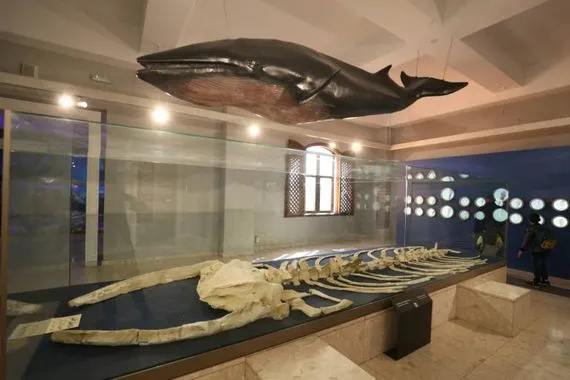 المتحف الوطني الليبي ورحلة استكشاف تاريخ عريق منسيّ