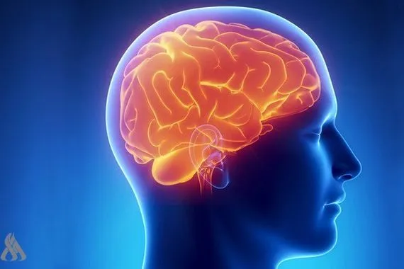 دراسة نمط الحياة قد يجعل الدماغ أصغر بثماني سنوات وكالة الانباء العراقية واع