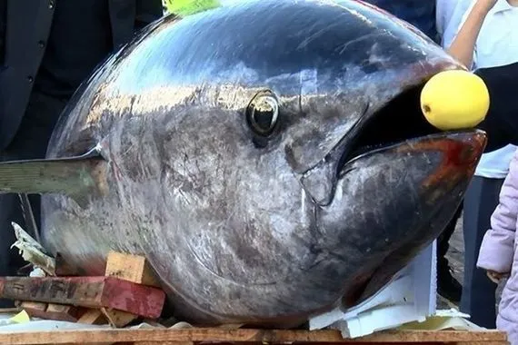 تونة بملايين الدولارات مزاد ياباني يسجل رقماً قياسياً