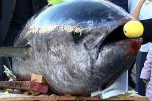 تونة بملايين الدولارات مزاد ياباني يسجل رقماً قياسياً