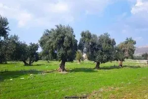 قرية الفاضلية تعود للعهد العباسي