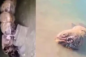 تفاصيل جثة سد الخاصة في كركوك امرأة يلفها غطاء عثر عليها صياد شفق نيوز