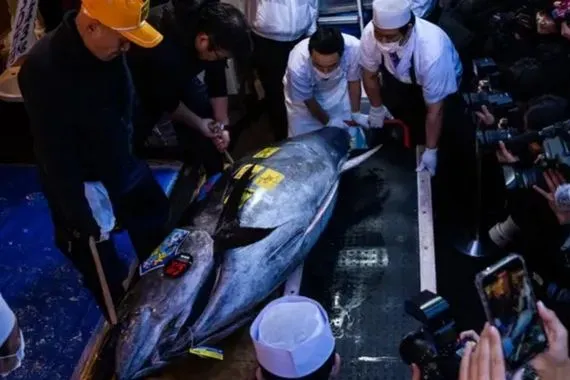 اليابان شراء سمكة تونة بـ3 2 مليون دولار شفق نيوز