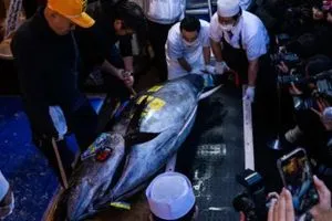 اليابان شراء سمكة تونة بـ3 2 مليون دولار شفق نيوز