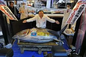 سعر قياسي تونة بـ3 25 مليون دولار في أول مزاد ياباني للعام الجديد
