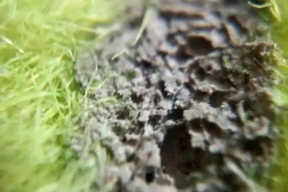 التنس يقيم بطولتين للمتقدمين والفئات العمرية