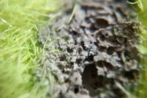 التنس يقيم بطولتين للمتقدمين والفئات العمرية