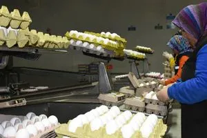 إلقاء اللائمة على جهتين ارتفاع أسعار البيض يثقل كاهل الأسر العراقية شفق نيوز