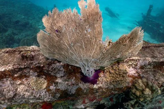 المحيطات ابتلعت حرارة الكوكب