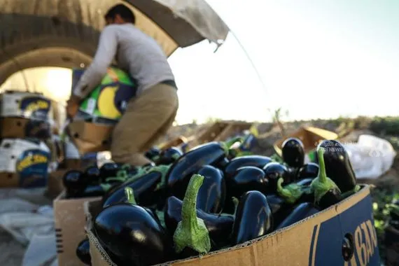 الزراعة إجراءات لتنظيم الاستيراد وحماية المنتج المحلي وكالة الانباء العراقية واع